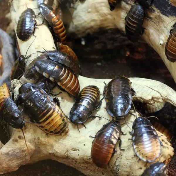 Plaga de cucarachas