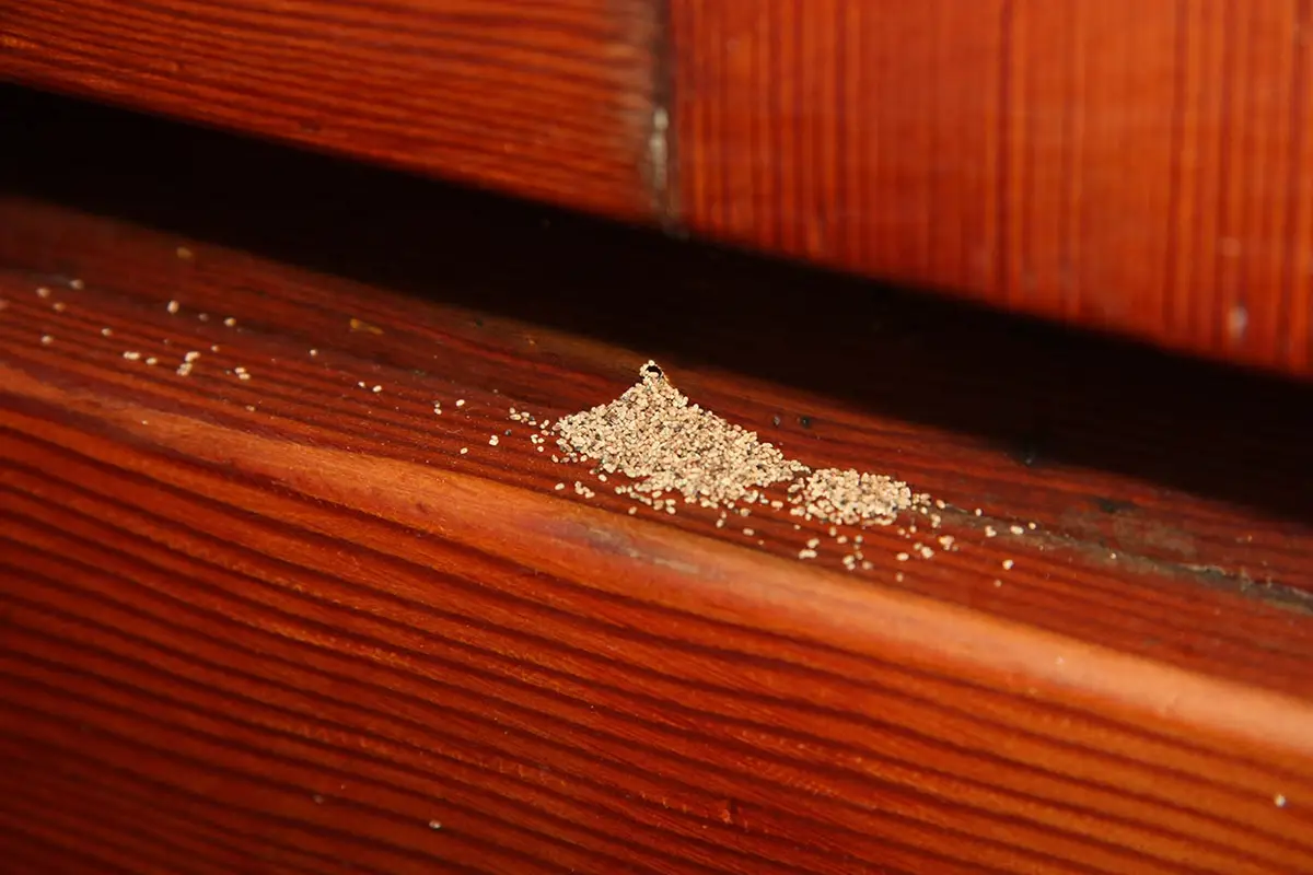 Polvillo de termitas de madera seca sobre una viga